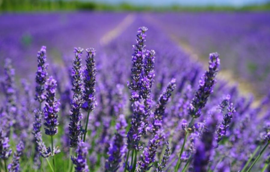 Flor da Lavanda